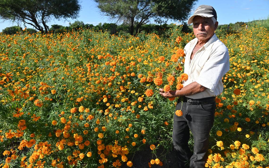 Campo de flores de cempasúchil en Altamira: cómo llegar al cultivo  agrícola, FOTOS - El Sol de Tampico | Noticias Locales, Policiacas, sobre  México, Tamaulipas y el Mundo