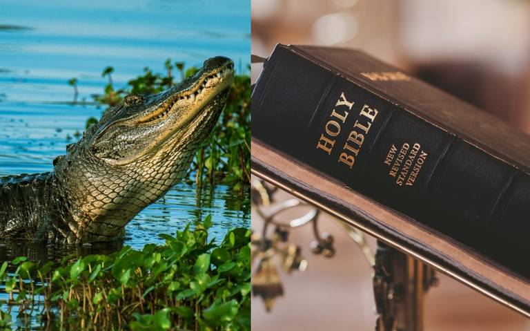 Lista de animales que no se pueden comer según la biblia, además de  cocodrilos - El Sol de Tampico | Noticias Locales, Policiacas, sobre  México, Tamaulipas y el Mundo