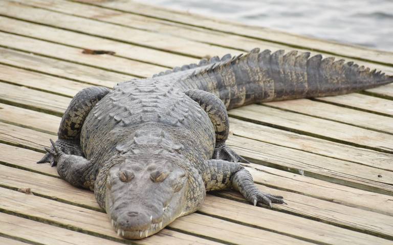 Lomito fue devorado por cocodrilo en la Laguna del Carpintero en Tampico,  captan video - El Sol de Tampico | Noticias Locales, Policiacas, sobre  México, Tamaulipas y el Mundo