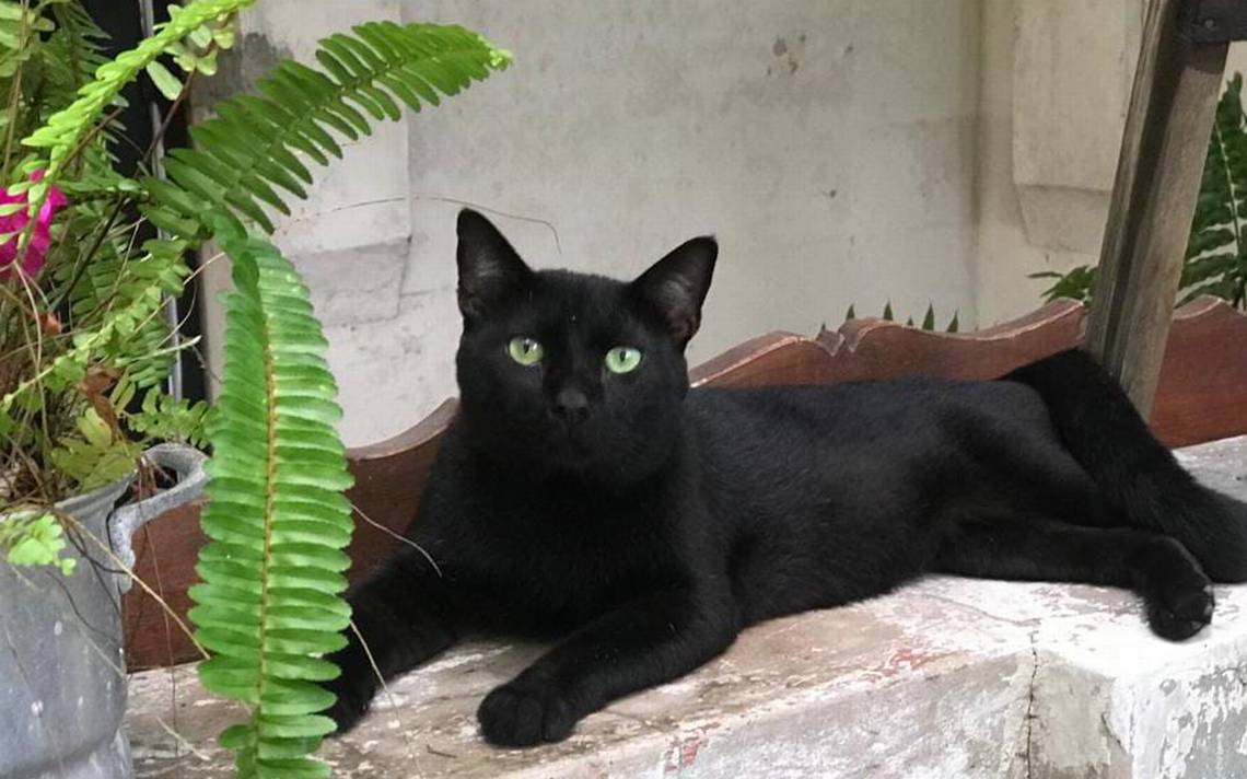 Por qué no debes regalar gatos negros en octubre: una triste y cruel  realidad - El Sol de Tampico | Noticias Locales, Policiacas, sobre México,  Tamaulipas y el Mundo