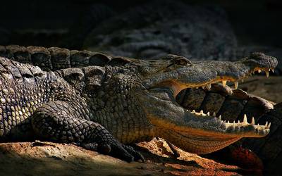 Lomito fue devorado por cocodrilo en la Laguna del Carpintero en Tampico,  captan video - El Sol de Tampico | Noticias Locales, Policiacas, sobre  México, Tamaulipas y el Mundo