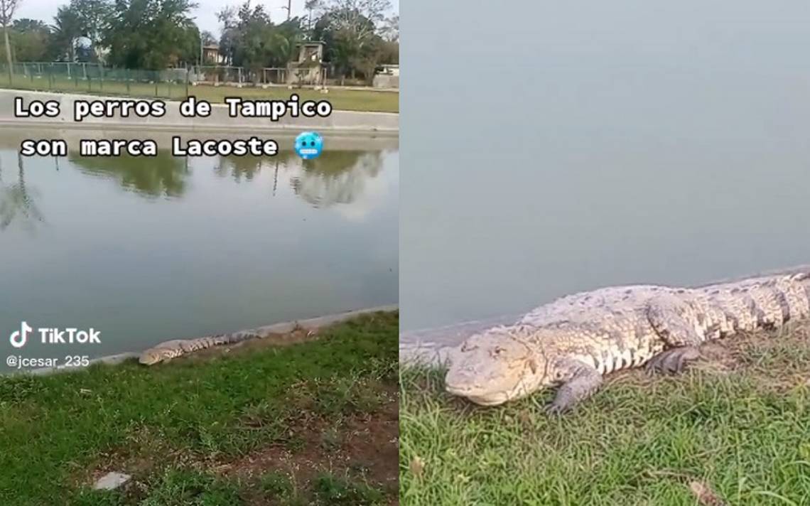 “Los perros en Tampico son marca Lacoste”, sale otro cocodrilo de paseo  [Video]