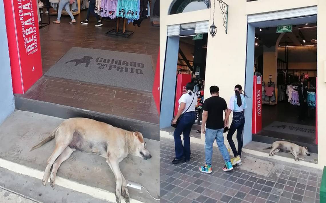 El Güero”, el perrito sin hogar que se convirtió en mascota de una tienda  de Tampico - El Sol de Tampico | Noticias Locales, Policiacas, sobre  México, Tamaulipas y el Mundo