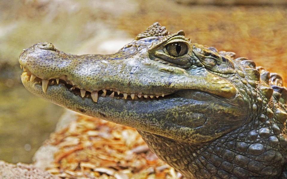 Jay Brewer carga y pasea a un cocodrilo en brazos y el lagarto mueve la  cola - El Sol de Tampico | Noticias Locales, Policiacas, sobre México,  Tamaulipas y el Mundo