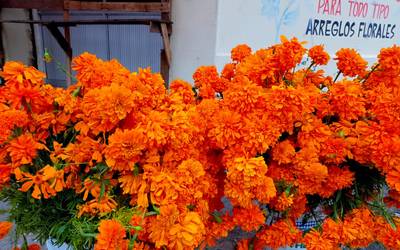Cuánto cuesta un ramo de flores de cempasúchil o de mano de león? Conoce su  precio en Tampico - El Sol de Tampico | Noticias Locales, Policiacas, sobre  México, Tamaulipas y el Mundo