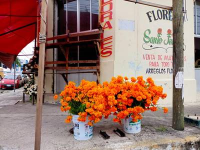 Cuánto cuesta un ramo de flores de cempasúchil o de mano de león? Conoce su  precio en Tampico - El Sol de Tampico | Noticias Locales, Policiacas, sobre  México, Tamaulipas y el Mundo