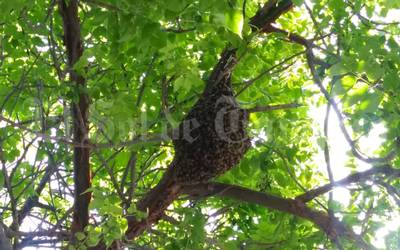 Bomberos de Tampico han atendido 45 reportes de enjambres de abejas - El  Sol de Tampico | Noticias Locales, Policiacas, sobre México, Tamaulipas y  el Mundo