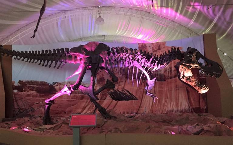 Tampico es Tierra de Dinosaurios, conoce los detalles y costos - El Sol de  Tampico | Noticias Locales, Policiacas, sobre México, Tamaulipas y el Mundo