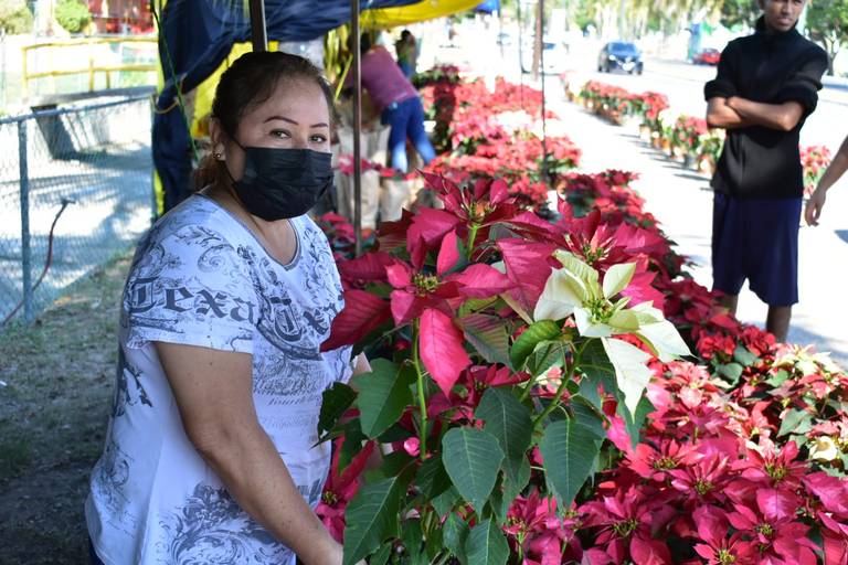 ¡Ya huele a Navidad! Llegaron las nochebuenas a Tampico - El Sol de Tampico  | Noticias Locales, Policiacas, sobre México, Tamaulipas y el Mundo