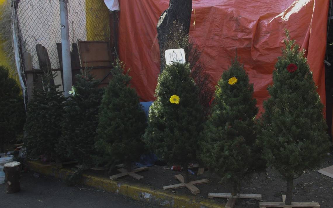 Dónde comprar árboles de Navidad naturales de forma legal y cuáles son sus  beneficios? - El Sol de Tampico | Noticias Locales, Policiacas, sobre  México, Tamaulipas y el Mundo
