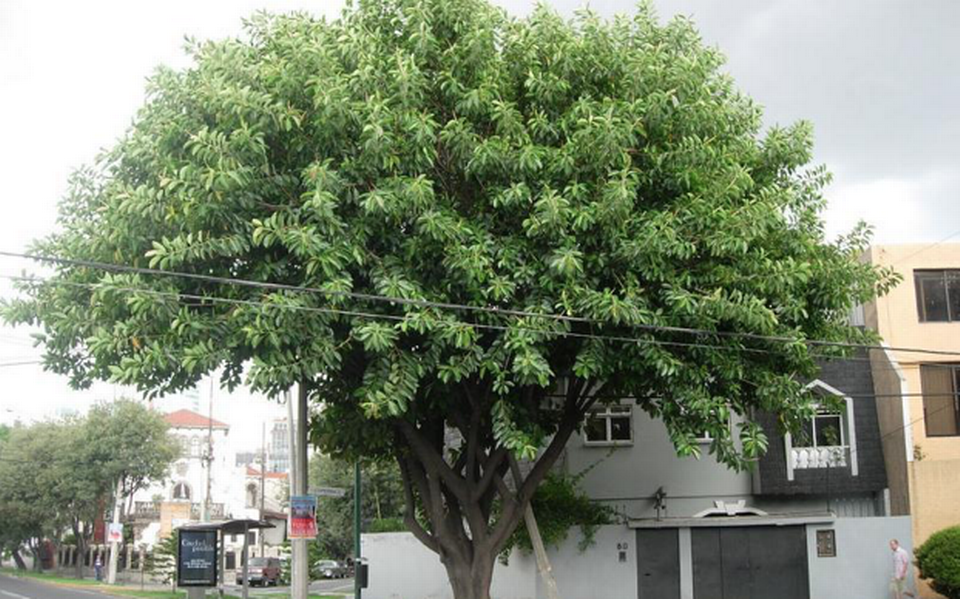 Recomiendan Reforestar en Madero con Plantas y Árboles de la Región - El  Sol de Tampico | Noticias Locales, Policiacas, sobre México, Tamaulipas y  el Mundo