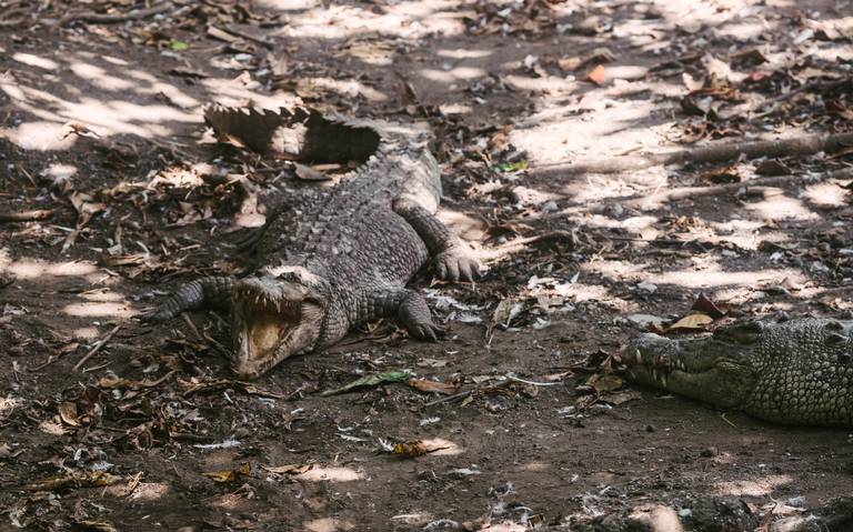 Cocodrilos, caimanes y lagartos las diferencias - El Sol de Tampico |  Noticias Locales, Policiacas, sobre México, Tamaulipas y el Mundo