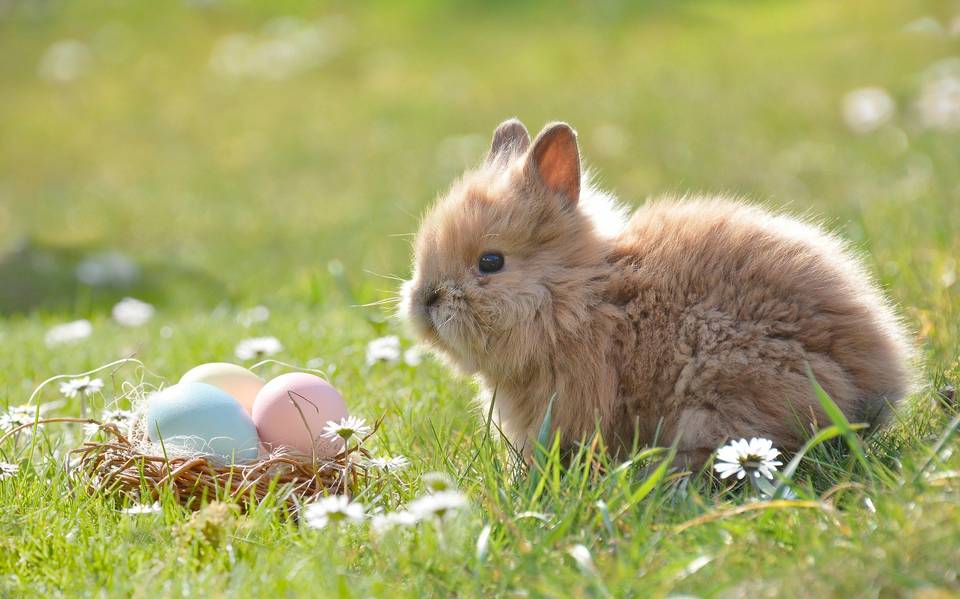Huevos de Pascua: origen y significado de la tradición - El Sol de