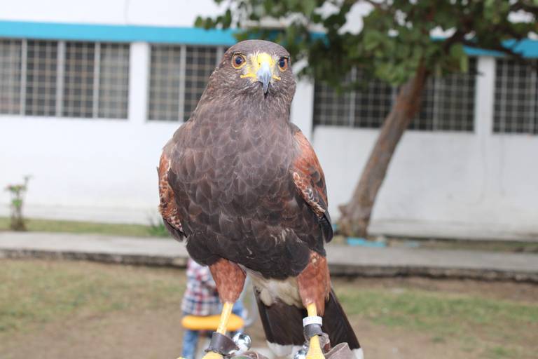 Venden águilas hasta en 18 mil pesos: crece el mercado negro en Tampico -  El Sol de Tampico | Noticias Locales, Policiacas, sobre México, Tamaulipas  y el Mundo
