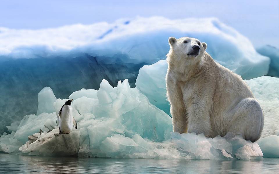 El hielo ártico desaparece; y los osos polares también - El Sol de Tampico | Noticias Locales, Policiacas, sobre México, Tamaulipas y el Mundo