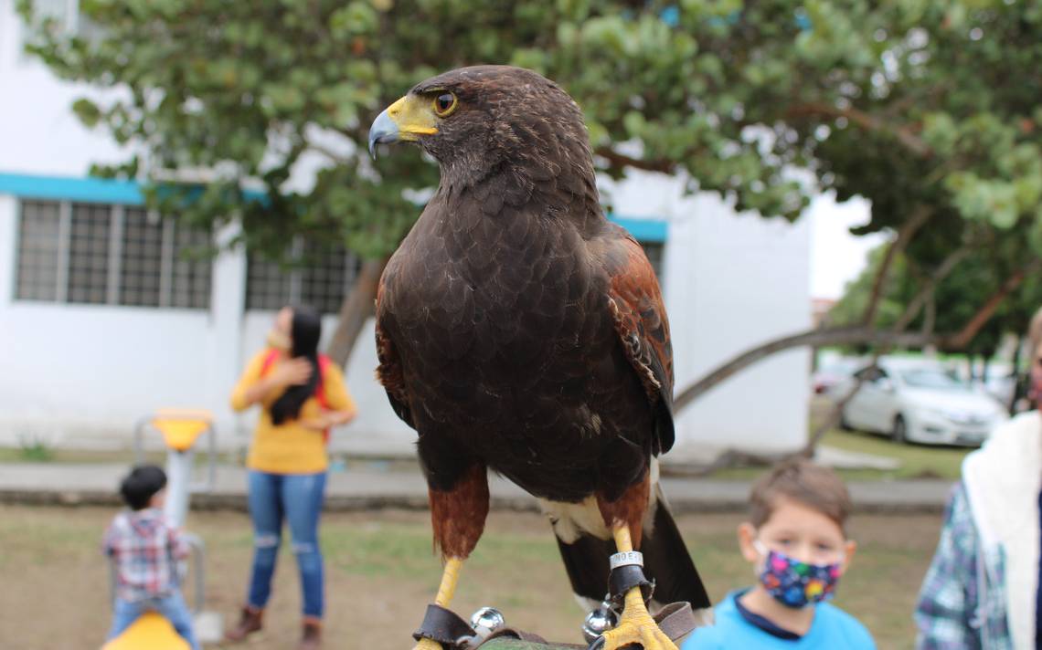Venden águilas hasta en 18 mil pesos: crece el mercado negro en Tampico -  El Sol de Tampico | Noticias Locales, Policiacas, sobre México, Tamaulipas  y el Mundo