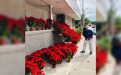 Vendedores de Nochebuena adelantan el color de la Navidad en calles de  Tampico - El Sol de Tampico | Noticias Locales, Policiacas, sobre México,  Tamaulipas y el Mundo