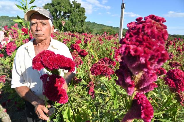 El campo de la flor mano de león en Altamira, ¿cómo llegar? - El Sol de  Tampico | Noticias Locales, Policiacas, sobre México, Tamaulipas y el Mundo