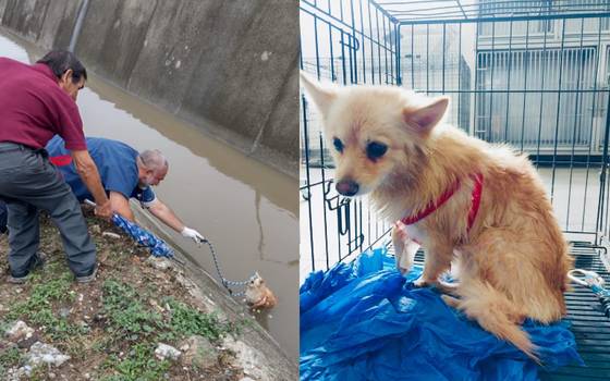 Dirección de Protección Animal Tampico rescata a mascota de un canal en  Avenida Monterrey - El Sol de Tampico | Noticias Locales, Policiacas, sobre  México, Tamaulipas y el Mundo