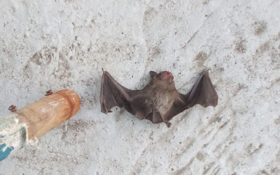 Plaga de murciélagos "ataca" sectores a la playa - El Sol de Tampico Noticias Locales, Policiacas, sobre México, Tamaulipas y el Mundo