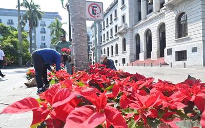 Más de mil 500 nochebuenas decorarán Tampico - El Sol de Tampico | Noticias  Locales, Policiacas, sobre México, Tamaulipas y el Mundo