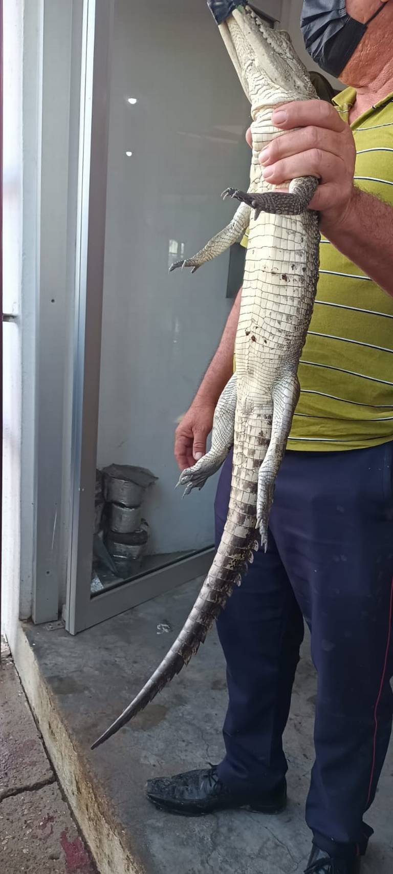 Capturan a cría de cocodrilo en la avenida de la Industria en Altamira - El  Sol de Tampico | Noticias Locales, Policiacas, sobre México, Tamaulipas y  el Mundo